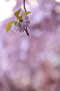 Close-up of white flowers