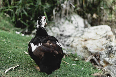 Close-up of a bird on rock