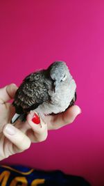 Ruffled bird resting on woman finger