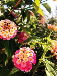 Close-up of pink flowering plants