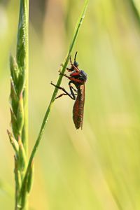Close-up of insect on plant