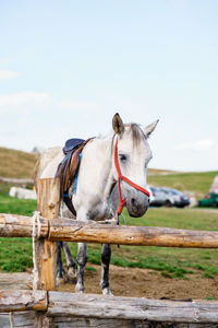 Horse standing in ranch against sky