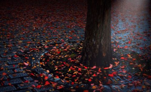 Close-up of trees