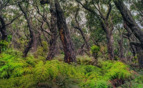 Trees growing in forest