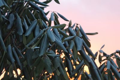 Close-up of plants against sky