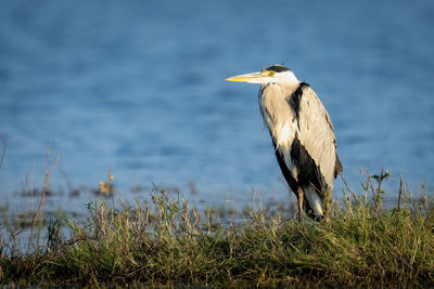 Bird on field