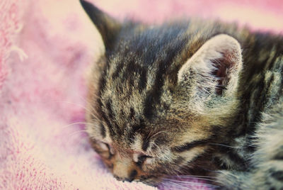 Close-up of cat sleeping at home