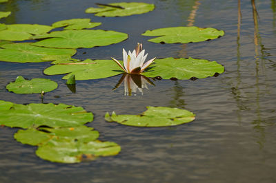 leaf