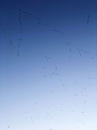 Low angle view of birds flying in sky