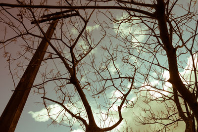 Low angle view of bare trees against sky