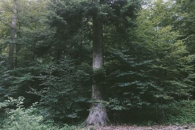 Trees in forest