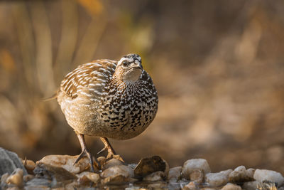 Close-up of a bird perching on rock