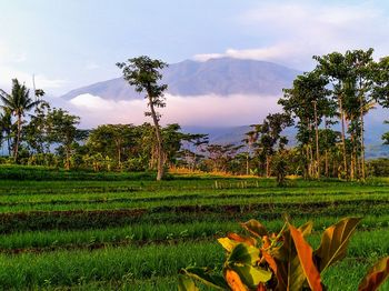 Scenic view of agricultural field against sky