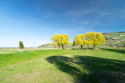 Trees on field against blue sky