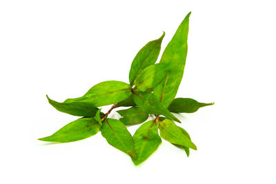 Close-up of fresh green plant against white background