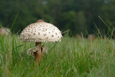 Close-up of mushroom on field