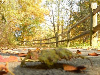 Surface level of trees during autumn