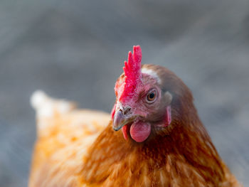 Close-up of rooster