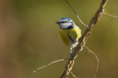 Close-up of bird perching on branch