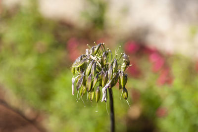 Close-up of purple flowering plant