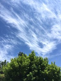 Low angle view of trees against sky