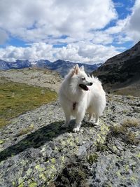 White dog on mountain against sky