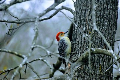 Bird perching on tree trunk during winter