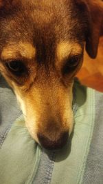 Close-up portrait of a dog resting at home