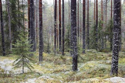 View of trees in the forest