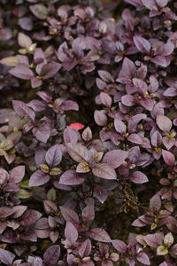 High angle view of pink flowering plant