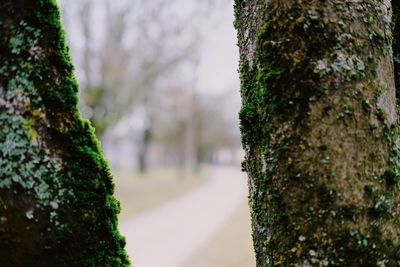 Close-up of moss growing on tree trunk