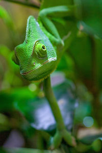 Close-up portrait of green chameleon 