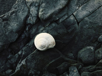 White snail fossil on dark stone texture