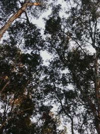 Low angle view of trees against sky