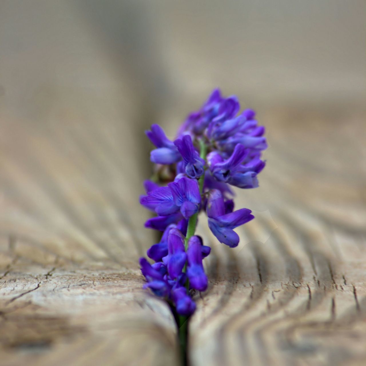 purple, flower, selective focus, close-up, fragility, petal, focus on foreground, freshness, beauty in nature, blue, nature, flower head, growth, single flower, no people, outdoors, day, plant, high angle view, softness