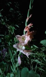 High angle view of flowering plant