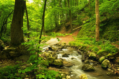 Stream amidst trees in forest