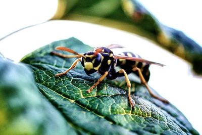 Close-up of insect on leaf