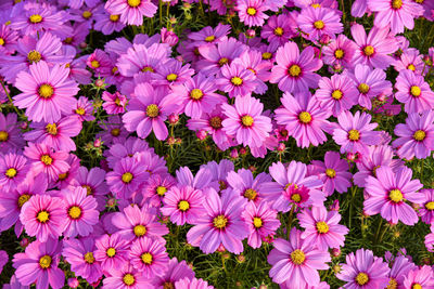 Full frame shot of purple flowering plants