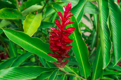 Close-up of red flower on plant