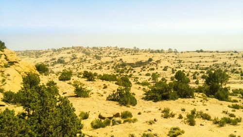 Scenic view of field against clear sky