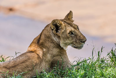 Lioness overlooking mara river