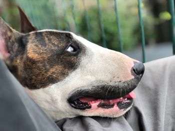 Close-up of a dog looking away