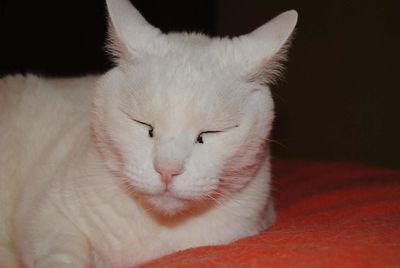 Close-up of cat