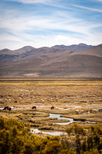 Lamas and alpacas drinking from a river on the altiplano, peru