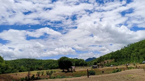 Scenic view of trees on field against sky