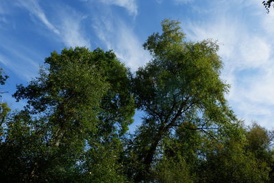 Low angle view of trees against sky