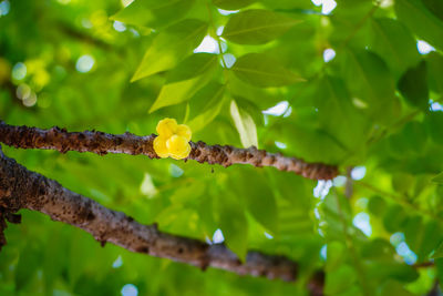 Low angle view of yellow leaves on tree