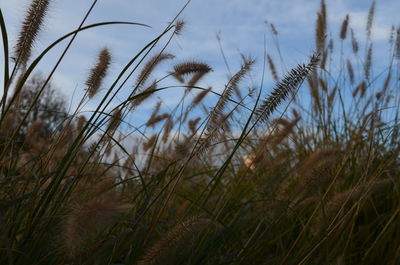 Close-up of grass against sky