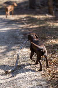 Close-up of dog on field